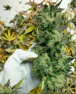greendreamcannabis:  Chemdawg #4 being harvested.