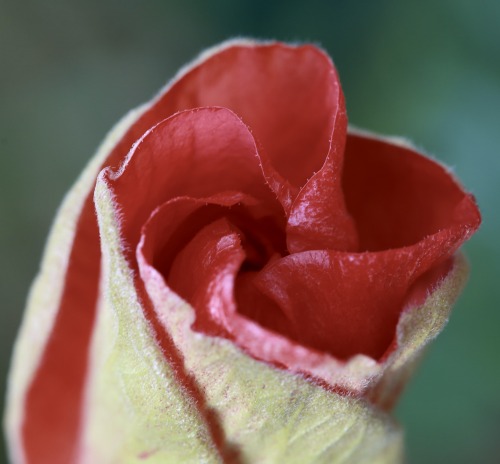 hibiscus….brought a couple of healthy hibiscus plants in the house this past fall, and it’s b