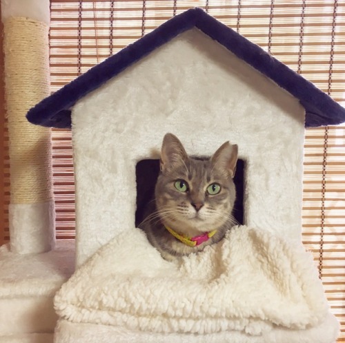 cat house