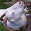 stumblinggoat19