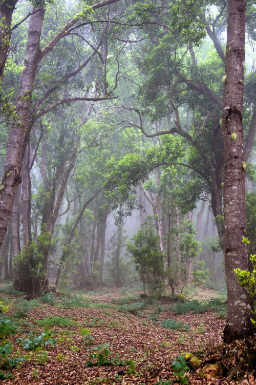 Porn Pics 90377:    Fog / Niebla by Pablo López  