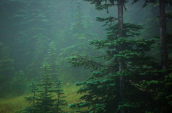 w-olvesmouth:  Fog in Forest at Hurricane