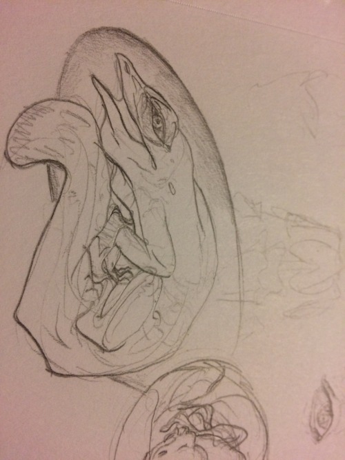 Mothra And Lizard Embryo