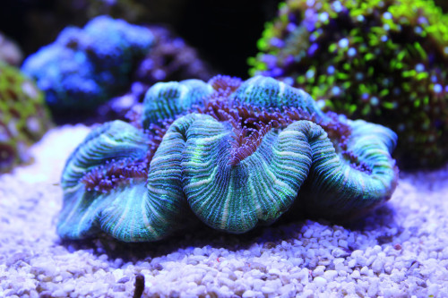 fuckyeahaquaria: Open Brain Coral | Trachyphyllia geoffroyi (by Harjodik)
