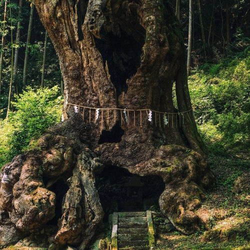 voiceofnature: The Sacred Tree of Takeo Shrine (Takeo’s Okusu Tree)                        Locatio