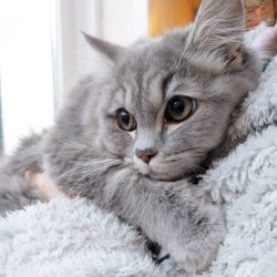 awwww-cute:  Relaxing on the rug (Source: