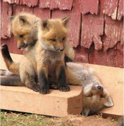 awwww-cute:  Some baby foxes (Source: http://ift.tt/1KHHtyj)