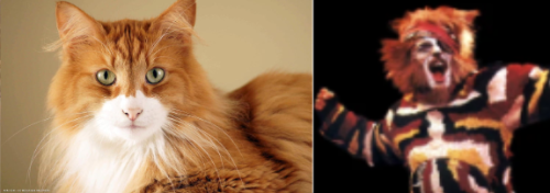 Jelicle Cats As Real Cats! Exstraes