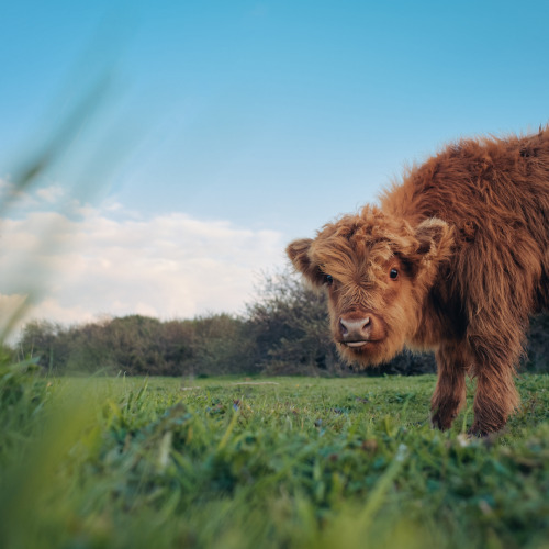 animal portrait