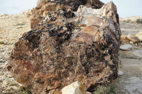 Bosques Petrificados de Jaramillo National Park, Argentina The petrified tree forest was a really sp