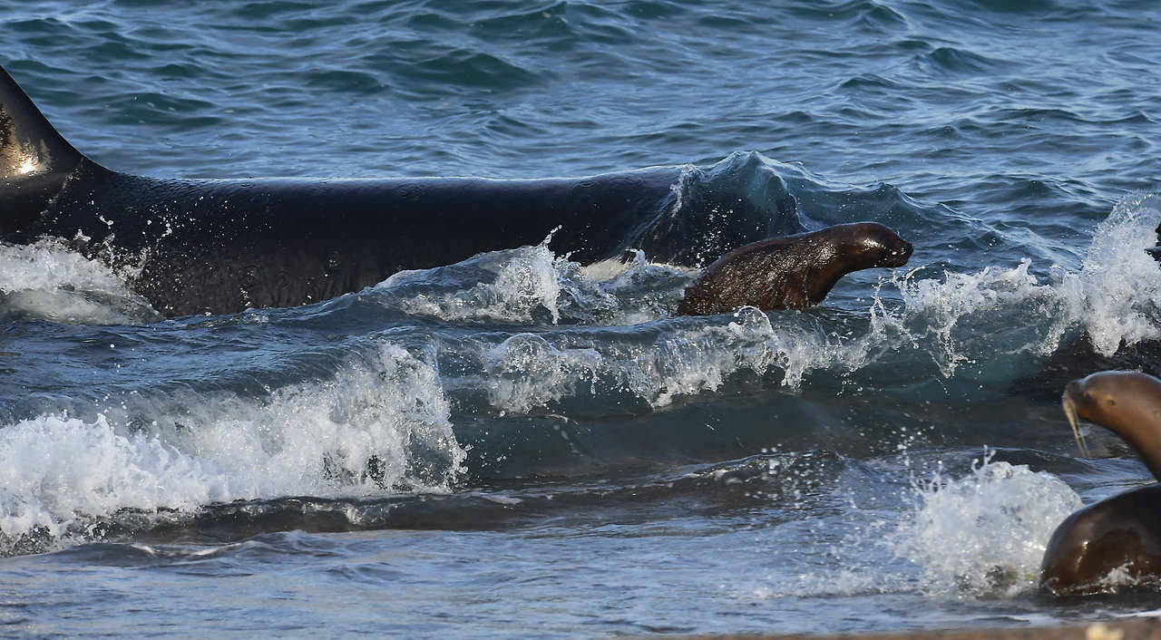 TEMPORADA DE ORCAS en Punta Norte, Península de Valdés. Las orcas acechan en el canal ataque para capturar crías lobo marino, de los que se alimentan durante los meses de marzo y abril. (Daniel Feldman)
MIRÁ MÁS FOTOS EN HD—>