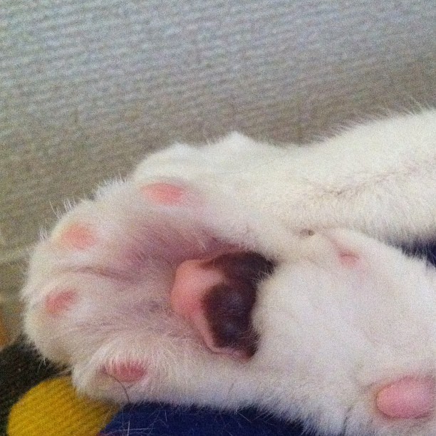 konemuneko:  肉球です Muchan’s paw #cat #neko #猫