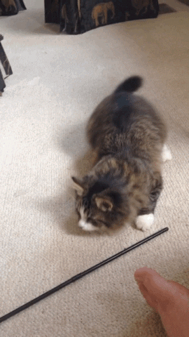 tastefullyoffensive:  Cat Buttwiggles [x]Previously: adult photos