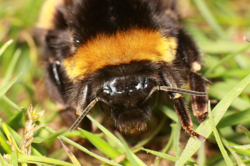 Bee flower choices altered by pesticide exposureScientists have shown that low levels of pesticides 