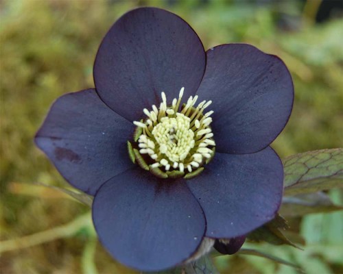 silenceofthevoid:  jayrockin:  Lenten Roses - Onyx Odyssey variety, doubled and undoubled  One of my favorites. 