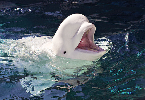 jellyfishes:  beluga whales are so fuckin cute they’re always happy and smiling like  helooooo!!  HIIIIIIIIII !!!!  hey friend !  looook they are FRIENDS!!!!!  they are growing old together still smiling i am gonna crY 