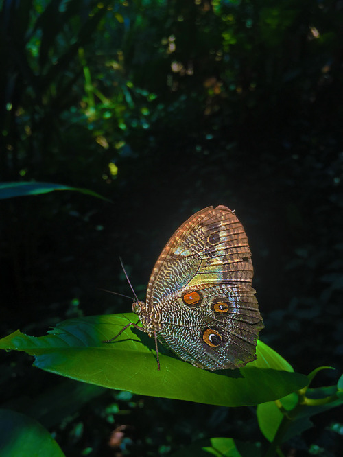 Linda que pousou no meu ombro após a foto.