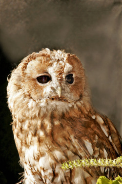 owlday:  Tawny Owl