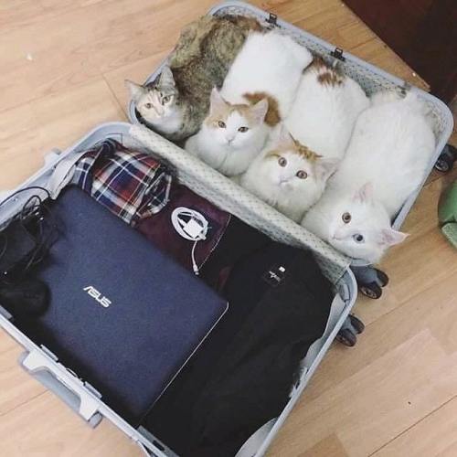 emeritusprofessorofnothing: Finally, someone who knows how to properly pack a suitcase