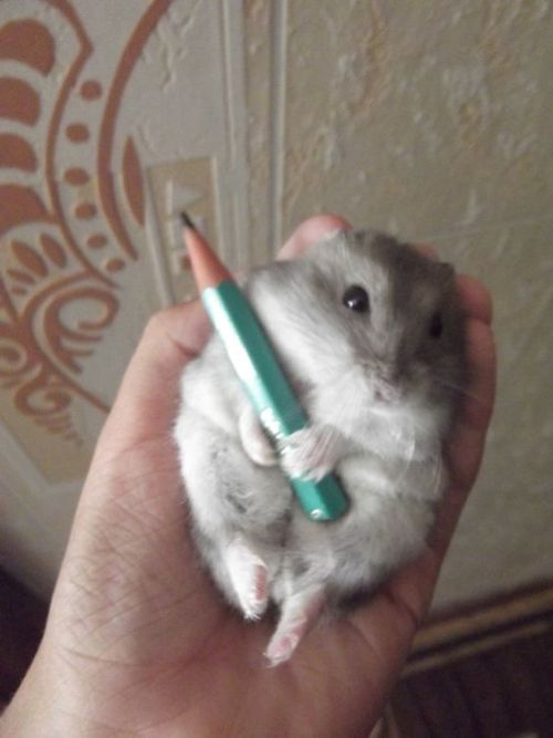 hamuland:Hamster wielding pencil 