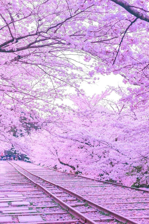 lsleofskye - cherryblossom tunnel| puraten10Location - Kyoto,...