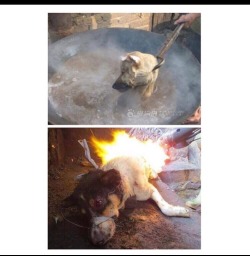 sadblogr:  https://www.change.org/p/president-of-the-people-s-republic-of-china-stop-the-yulin-dog-meat-eating-festival