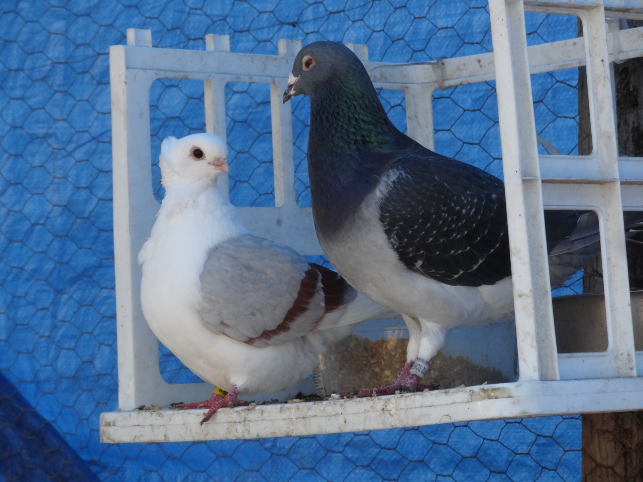 pacificpikachu:  These two are just the cutest little lovey-dovey pigeons. The big