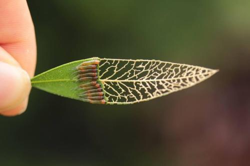 Sawfly larvae skeletonizing a leaf turns out to be an aesthetically appealing kind of destruction. S