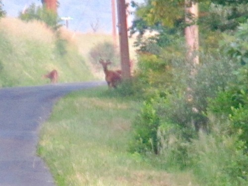 geopsych:A misty morning and the faery cattle.