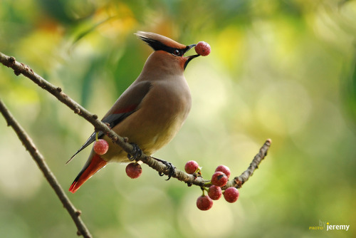 thalassarche:Japanese Waxwing (Bombycilla japonica) - photo by 110JW