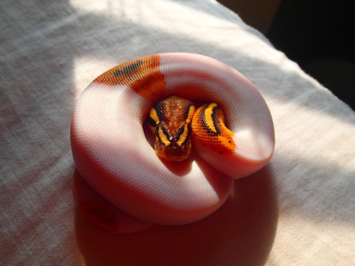 spacesnek:Jupiter is such a pretty snake
