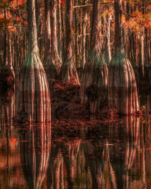 Cypress Groves, Georgia.  Found on Reddit, here. 