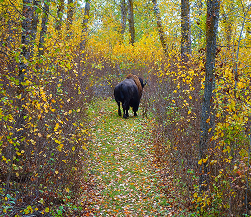 wapiti3:THE SLOWER YOU GO THE BIGGER YOUR WORLD GETS!my hiking buddy! he stayed with me for about 6 