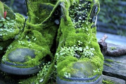 dew-tea: corvidprince:  moss covered boots,