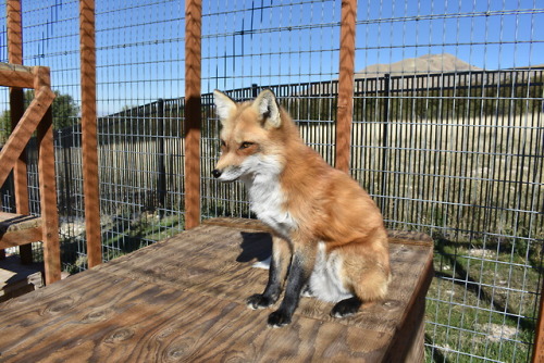 Love the way she poses, she is such a sweet happy little foxy ^^ She’s getting so floofy too! :D 