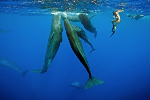 nubbsgalore:pete g. allinson spends four days to a week trying to photograph the sperm whales off 