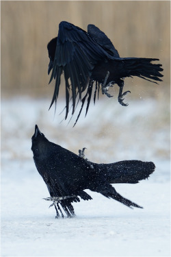 ravensbeak:  Pair Skaiting by P. Lindel 