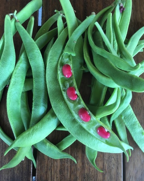 Scarlet Runner Beans coming into harvest