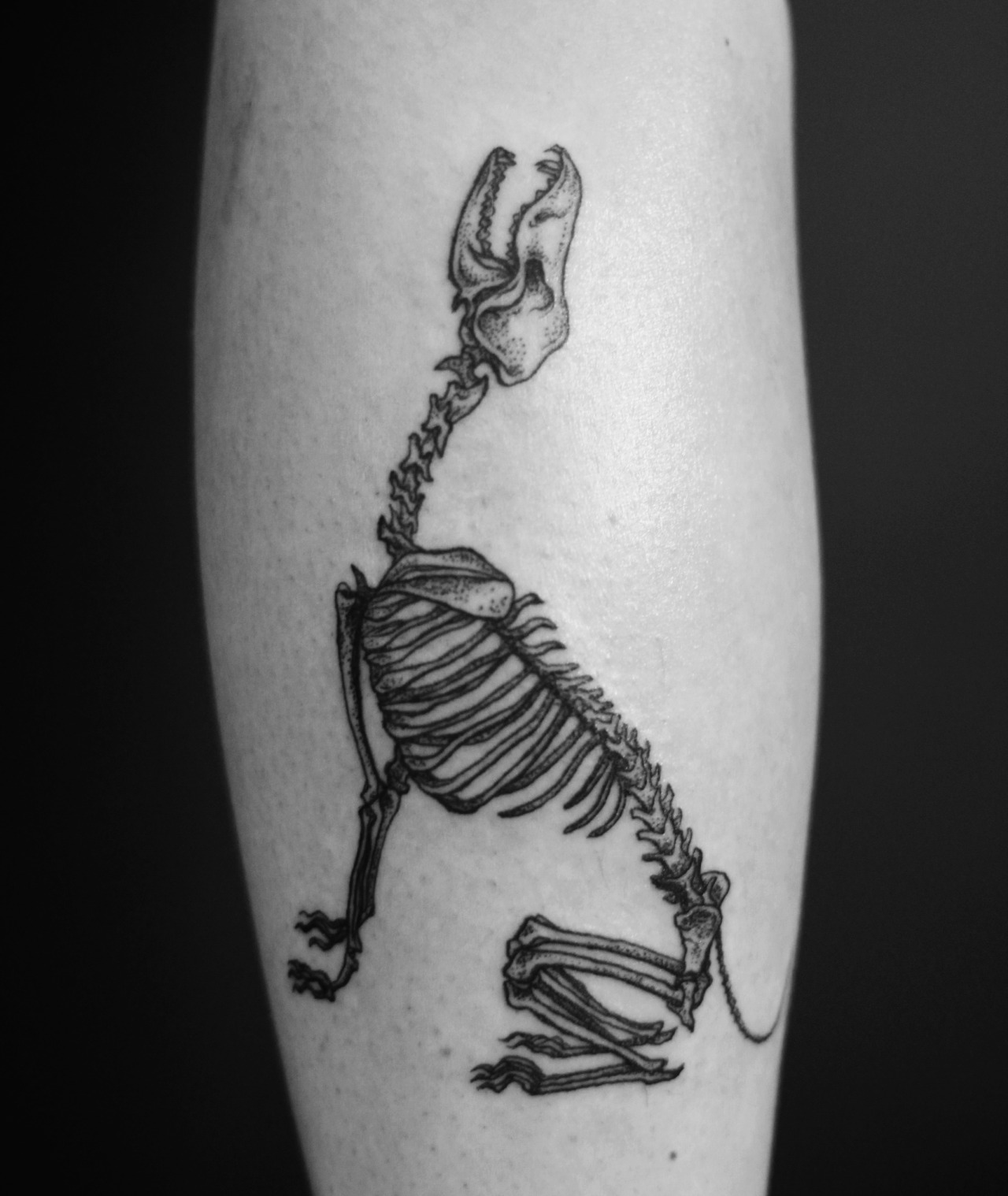 Tattoo uploaded by Stacie Mayer  Greyhound skeleton tattoo by Fred Menace  skeleton dog greyhound blackwork FredMenace  Tattoodo