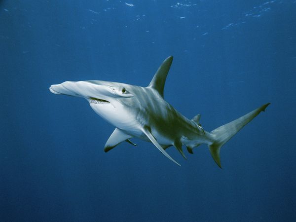 brightestofcentaurus:  Hammerhead Shark Hammerhead Sharks are found in temperate