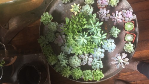 Circular Succulents