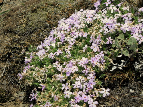 Wildflowers of Washington May, 2014