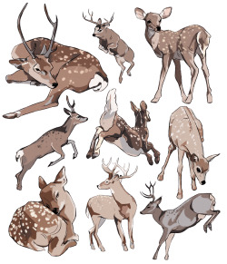 belocvet: deer studies 