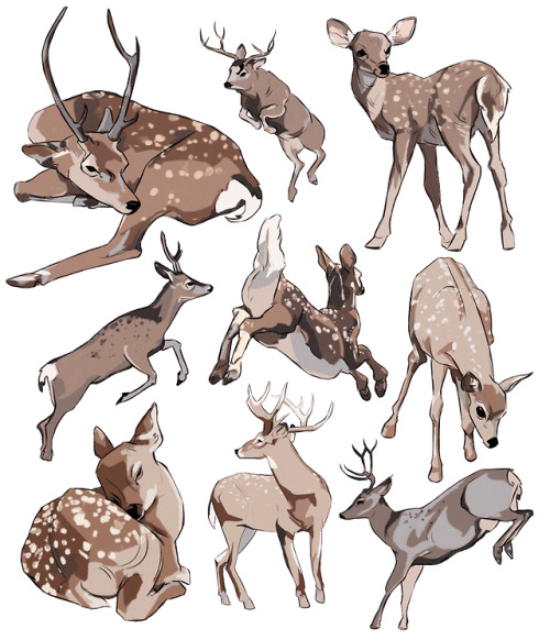 belocvet:deer studies 