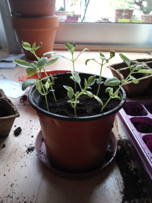 24/05/2016Today I transplanted the supposedly callas, before they got too tangled with delphinium&rs