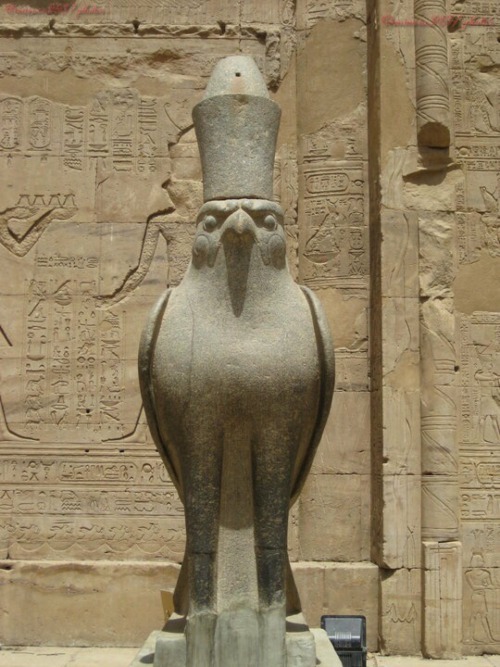 mimosa203:  Falcon God Horus, Edfu Temple, Egypt-©mimosa203/photos