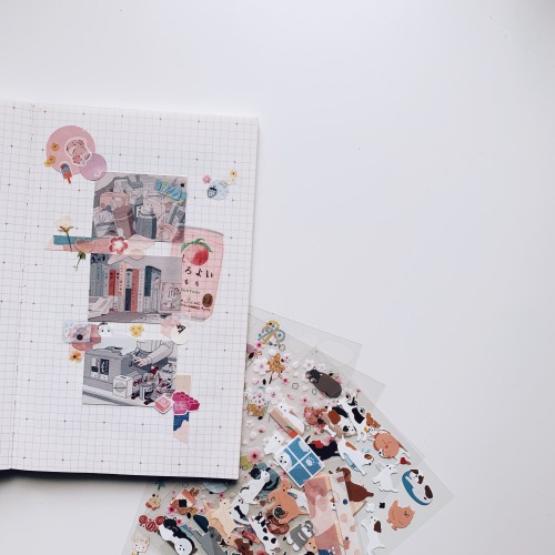 piggichustudies