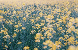 floralls:  Colza* (by Bye.Bye.Birdie) 