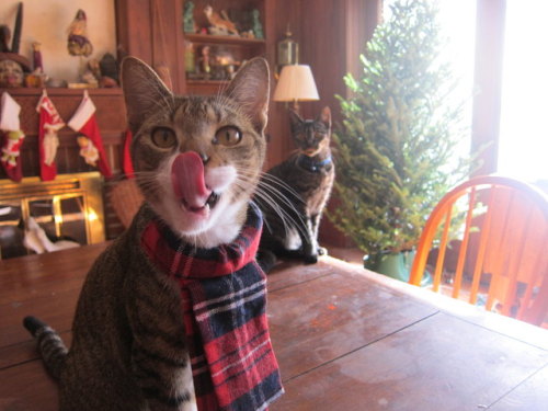 great-and-small: I had to bribe the kitties with treats to sit still for Christmas pictures. It work