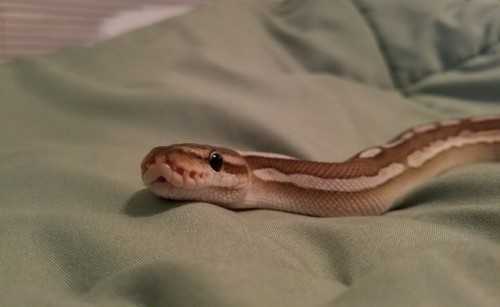 My nervous child getting some much needed exercise :)!Hawke, Cinnamon X-Treme Gene ball python (P. r